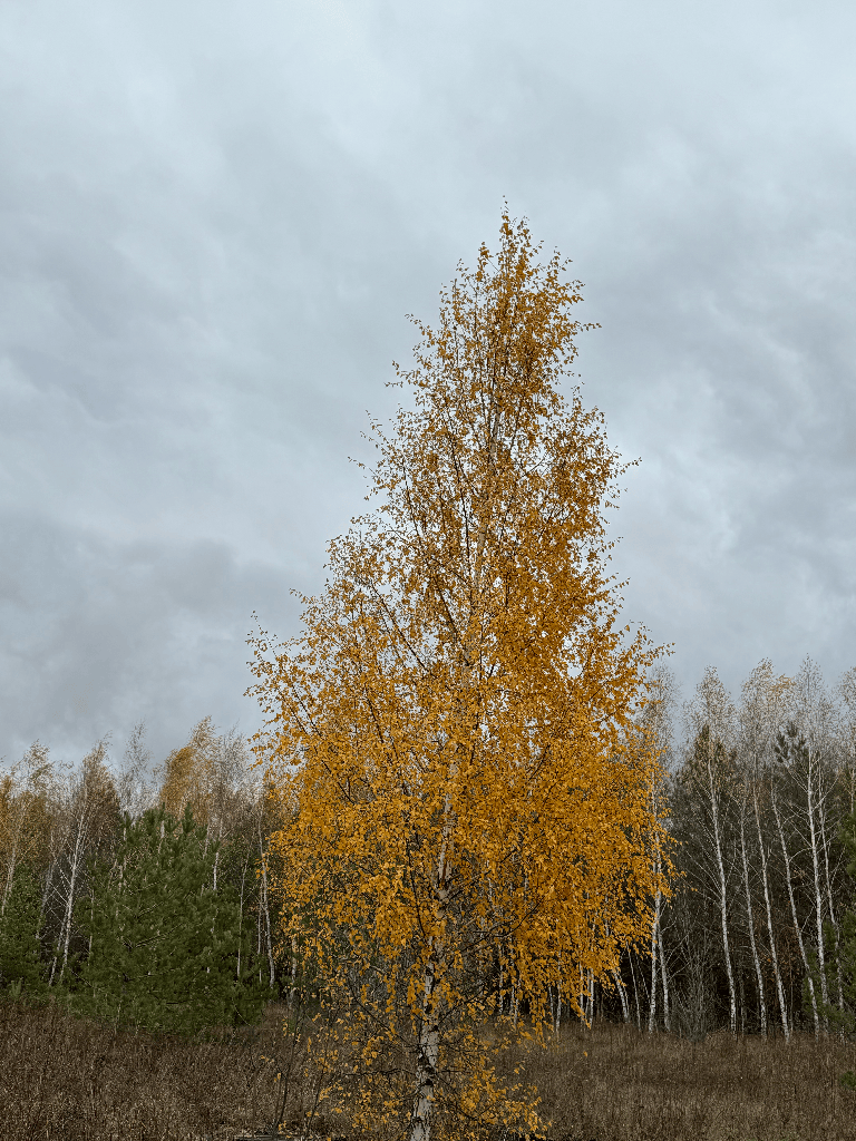 cool birch tree